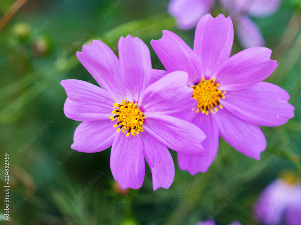 Pink cosmos flowers closeup (Cosmos bipinnatus) Pink cosmos flowers closeup (Cosmos bipinnatus)