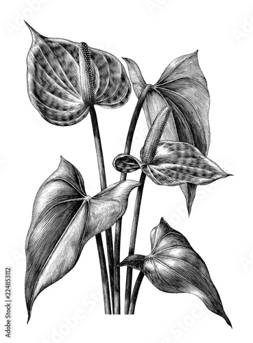 Anthurium botanical vintage engraving illustration clip art isolated on white background