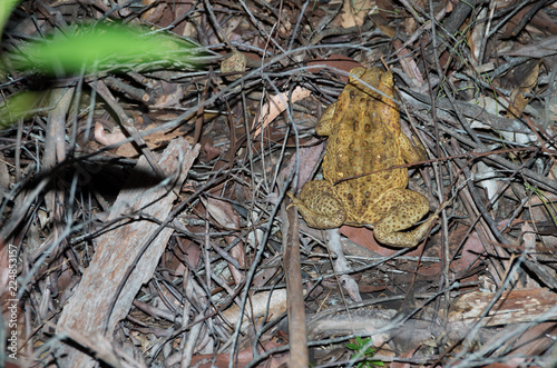Cane Toad at Night