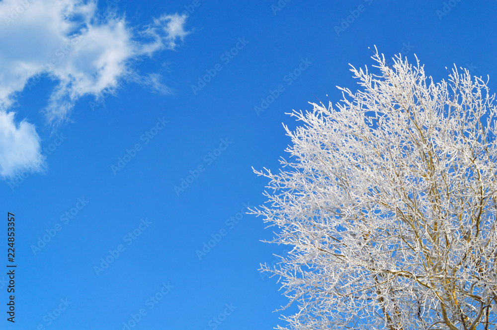 Winter tree and single cloud on blue sky background