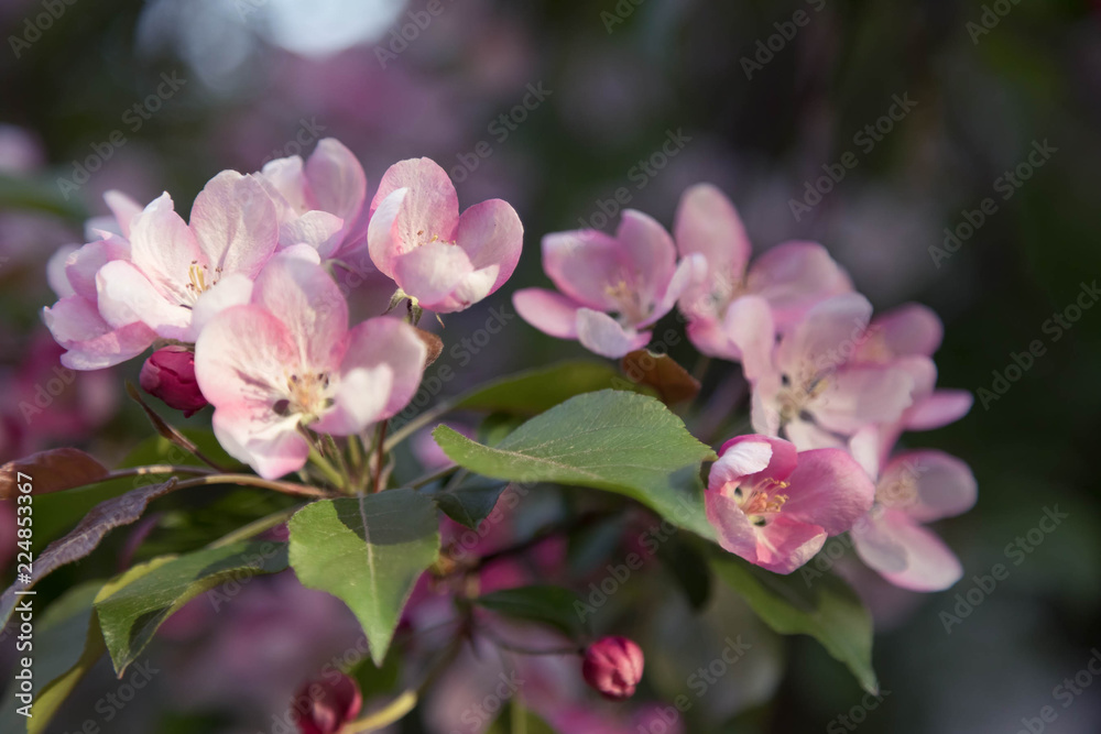 Blossoming an apple-tree in sunset beams of the sun. Pink flowers. Close up. Horizontal shot Blossoming an apple-tree in sunset beams of the sun. Pink flowers. Close up. Horizontal shot