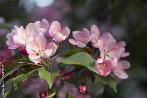 Blossoming an apple-tree in sunset beams of the sun. Pink flowers. Close up. Horizontal shot