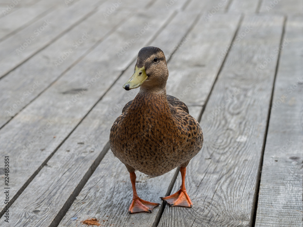 Fototapeta premium Mallard duck at dock