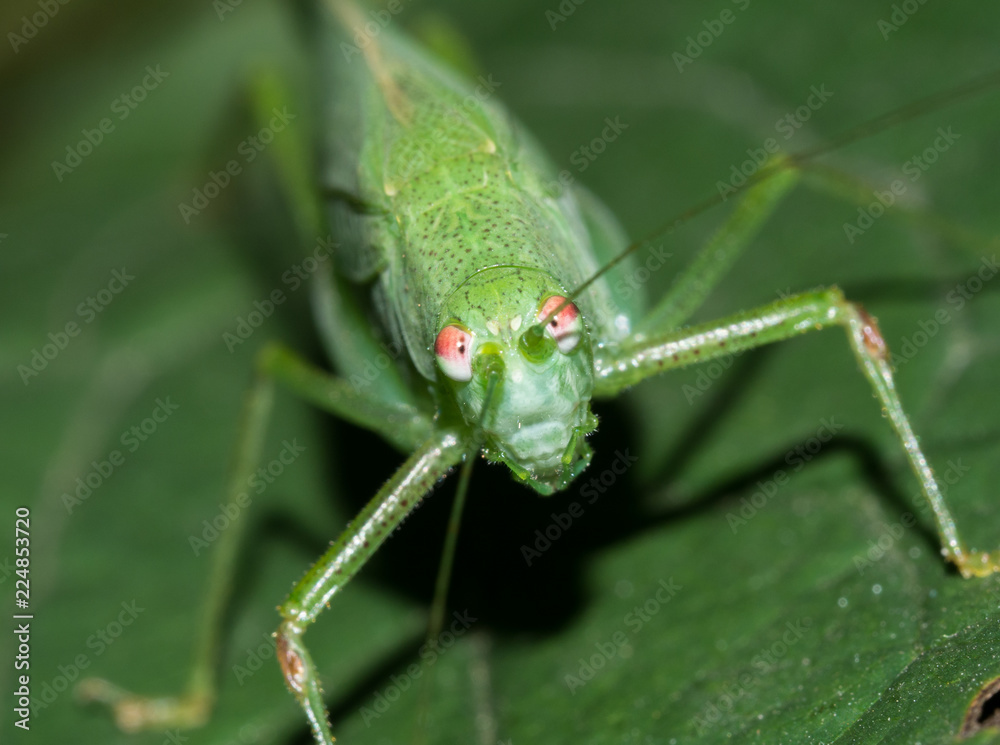 Grasshopper close up
