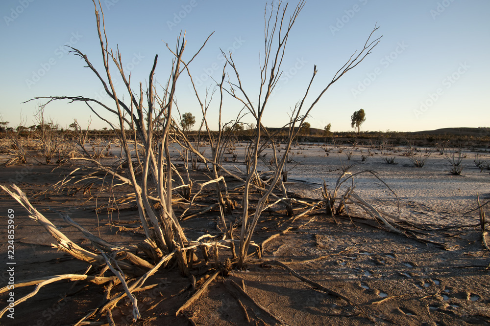 Hyden Australia, view of drying salt lake with dead trees in the late afternoon