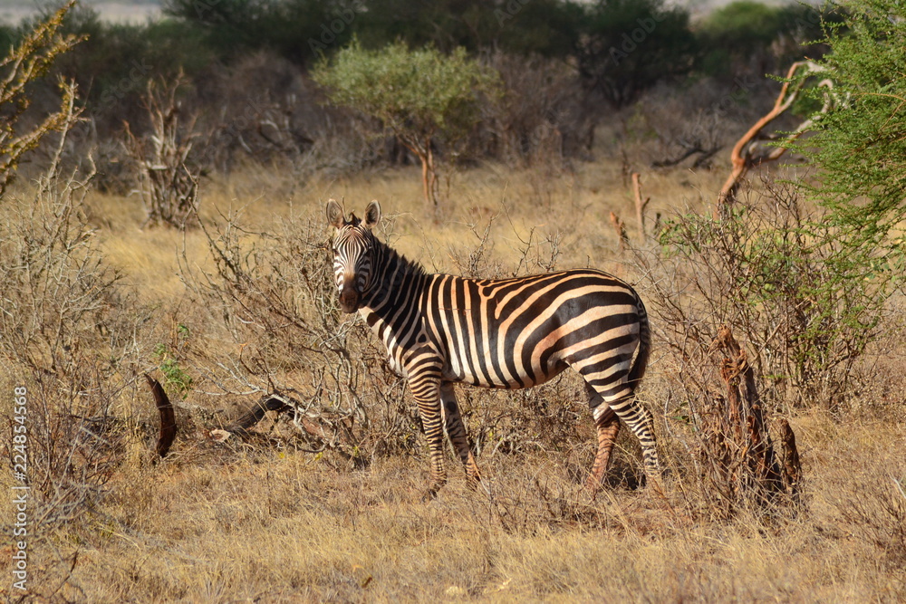 Obraz premium Zebra