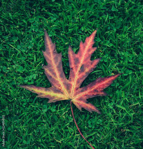 Red Leaf on grass