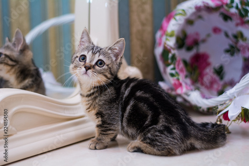 kitten cat scottish straight, lop-eared fluffy, animal tree