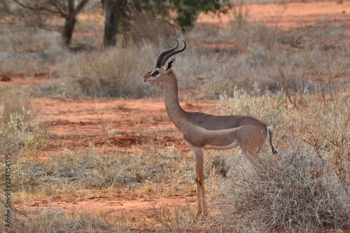 Giraffenhals Antilope
