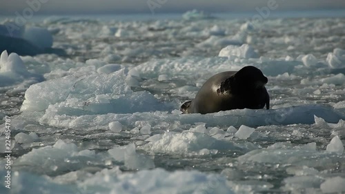 Harp seal on ice berg.