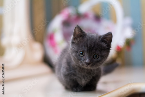 kitten cat scottish straight, lop-eared fluffy, animal tree
