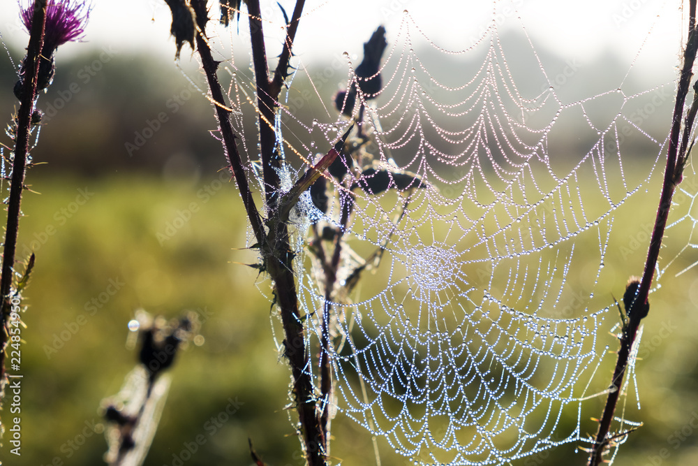 Still life on the morning meadow with cobweb covered with dew drops