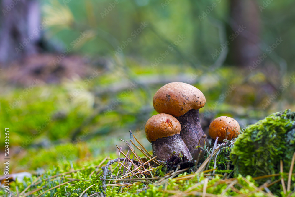 three leccinum mushrooms grows three leccinum mushrooms grows