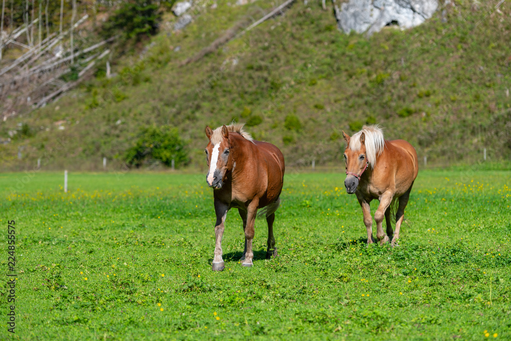 Obraz premium Two brown horses grasing on meadow