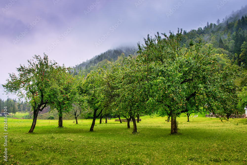 Apple orchard in autumn, mountains in background Apple orchard in autumn, mountains in background