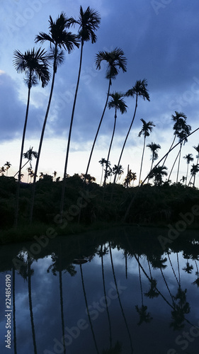 landscape with palm trees