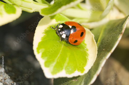 Ladybird on Leaf