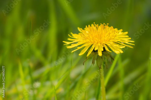 Dandelion in Grass