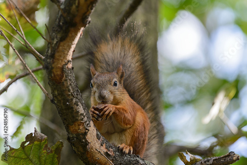 Red squirrel in park © Alexey Seafarer