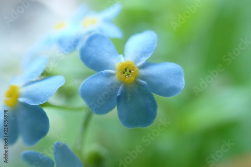 Small blue flowers close-up © Uliana