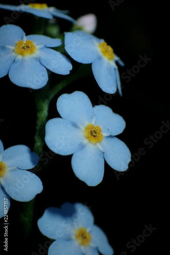 Small blue flowers close-up