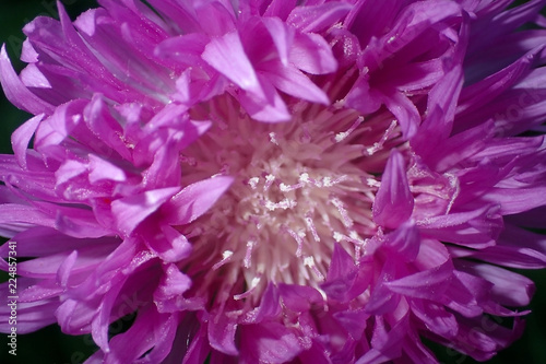 Fototapeta Naklejka Na Ścianę i Meble -  Beautiful violet flower close-up