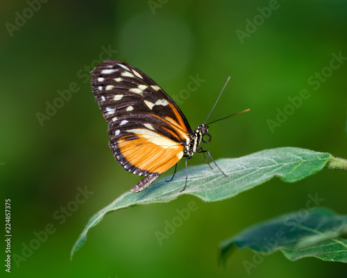 Butterfly (Tiger Longwing Heliconius Hecale) © Mike