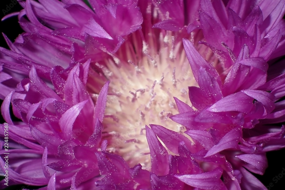Beautiful violet flower close-up
