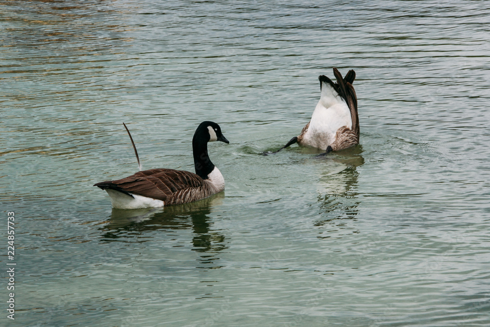 Obraz premium Two ducks on a lake