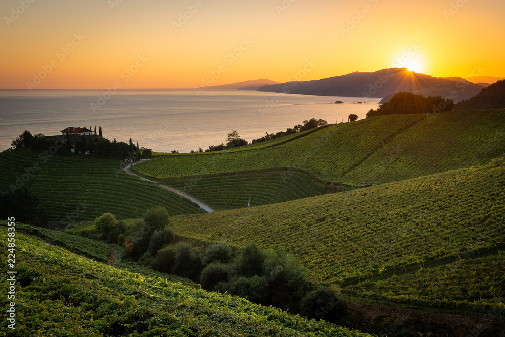Txakoli white wine vineyards at sunrise, Cantabrian sea in the background, Getaria, Spain