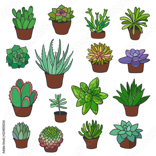 Multicolored Cartoon Succulents Vector Drawing Set
