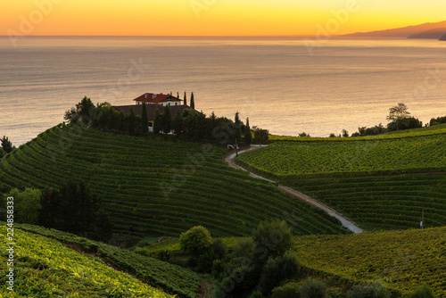 Txakoli white wine vineyards at sunrise  Cantabrian sea in the background  Getaria  Spain