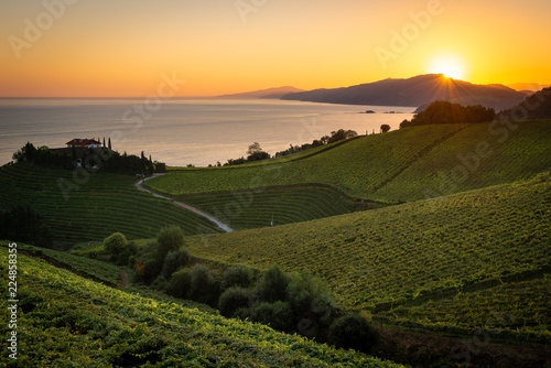 Obraz na płótnie Txakoli white wine vineyards at sunrise, Cantabrian sea in the background, Getaria, Spain w salonie