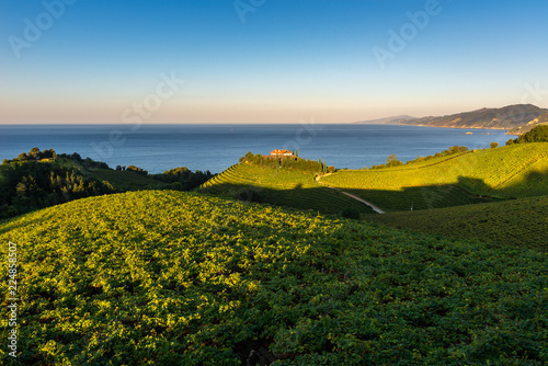 Txakoli white wine vineyards with the Cantabrian sea in the background, Getaria, Spain photo