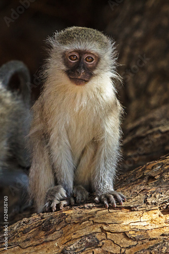Cute juvenile Vervet Monkey on tree stump  © geoffsp