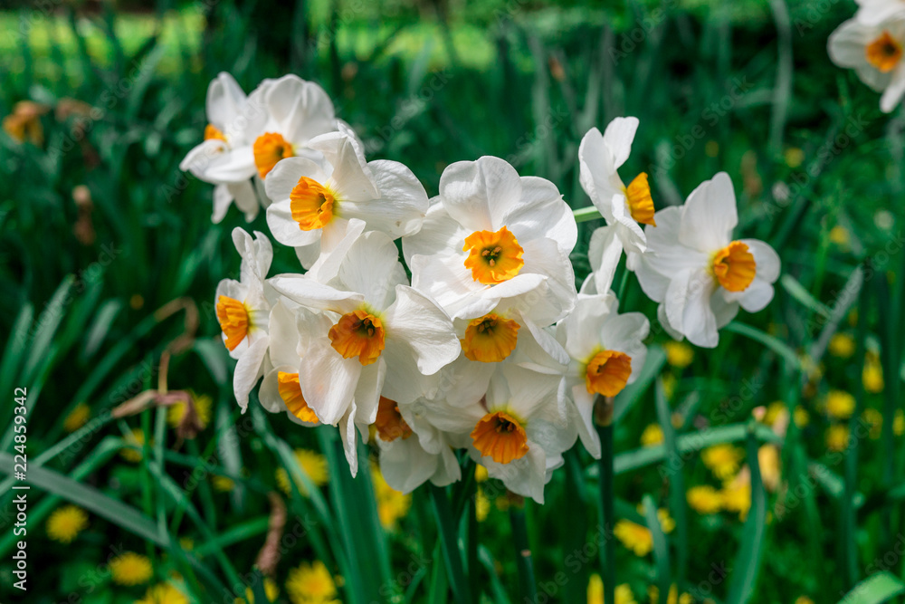 osterglocke blumen narzisse osterglocke Stock Photo | Adobe Stock