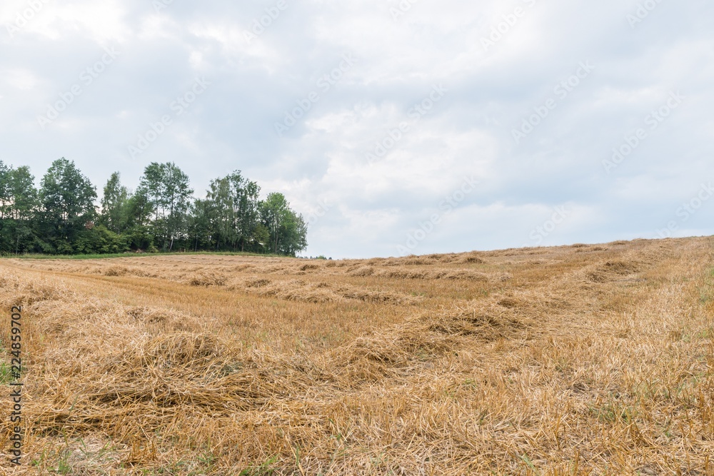 Stroh des Getreides Roggen auf einem Feld in Bayern, Deutschland