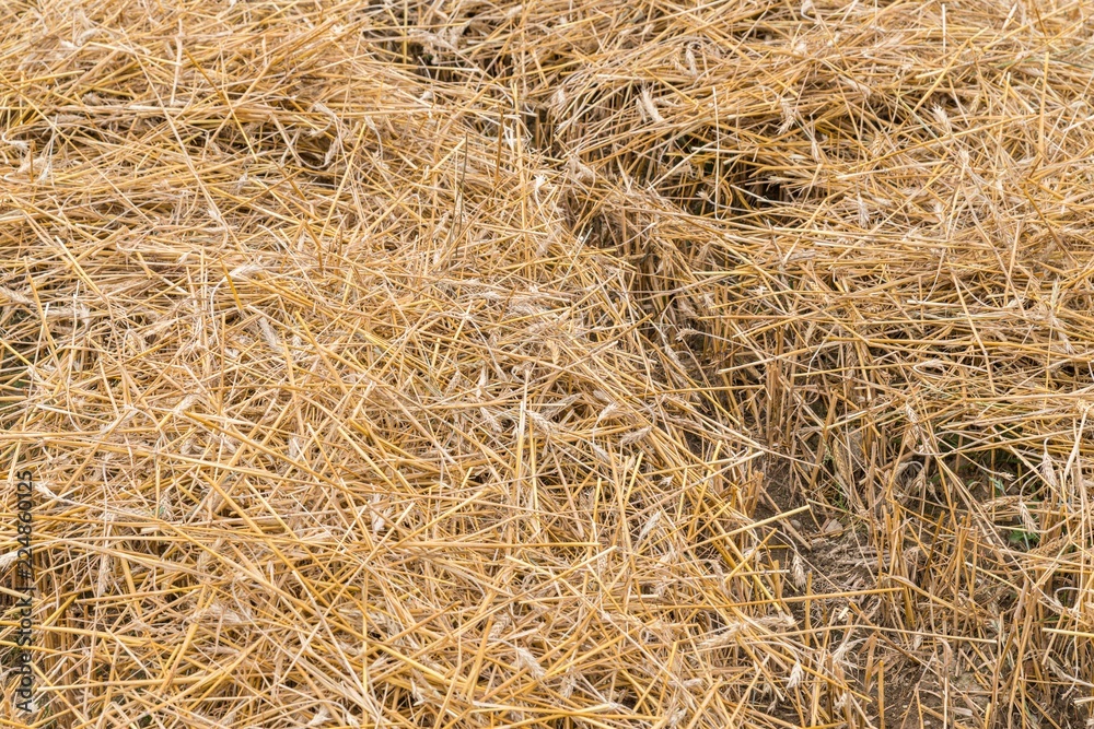 Stroh des Getreides Roggen auf einem Feld in Bayern, Deutschland Stroh des Getreides Roggen auf einem Feld in Bayern, Deutschland