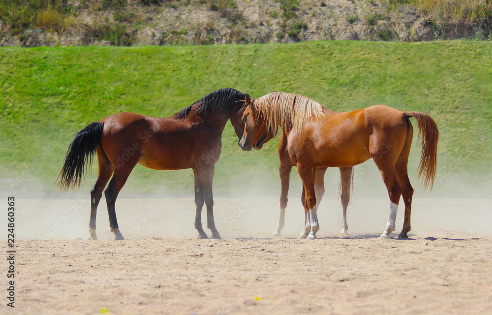 Fototapeta premium young thoroughbred Arabian stallions met and recognize each other