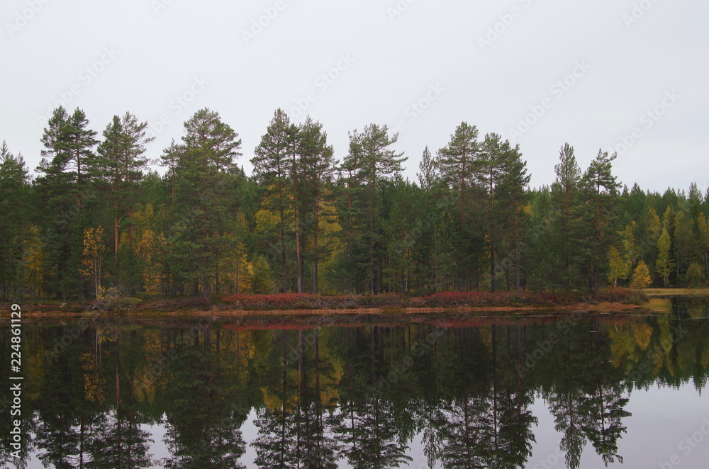 Fototapeta premium Autumn colours in the forests of Dalarna in Sweden.