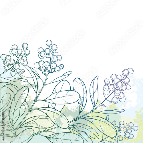 Vector branch with outline poisonous plant Privet or Ligustrum. Berry bunch and ornate leaf in pastel green on the textured background. Contour Privet shrub for autumn design.
