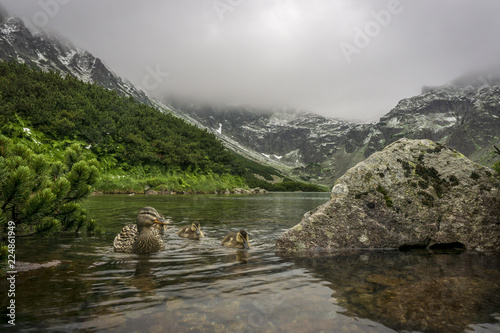 Duck with young in a mountain lake. Tatra Mountains. Poland.