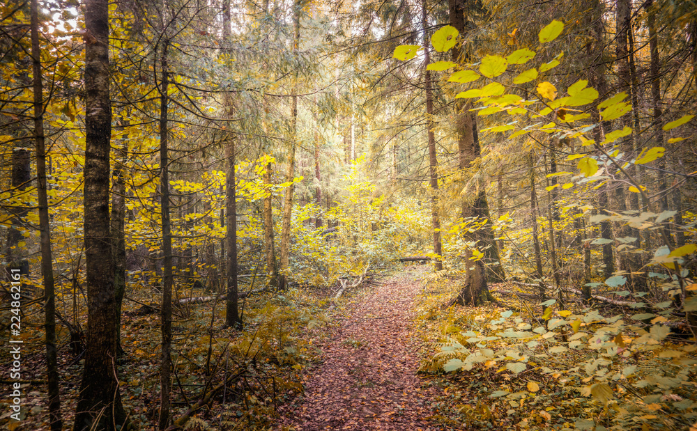Fototapeta premium autumn in the forest