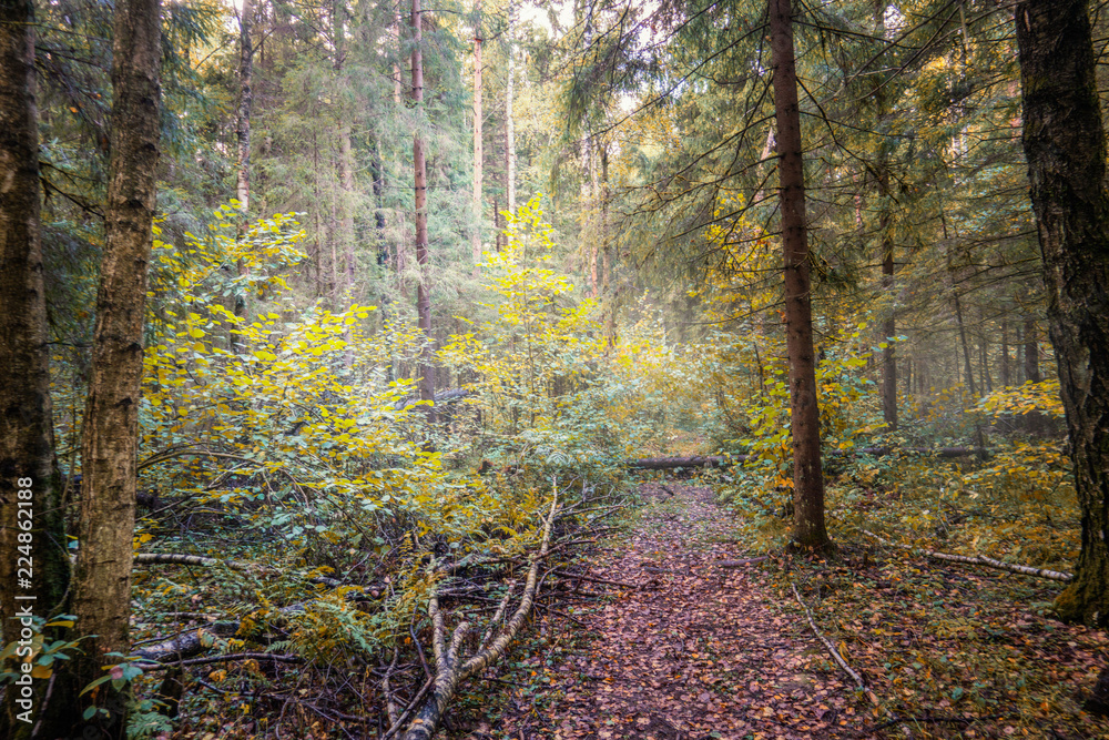 autumn in the forest