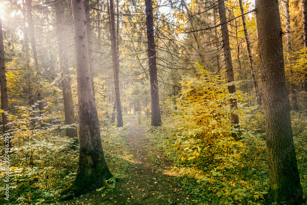 autumn in the forest autumn in the forest