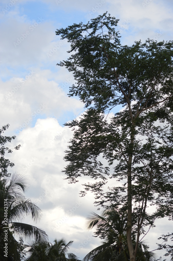 Fototapeta premium Sky, trees and clouds