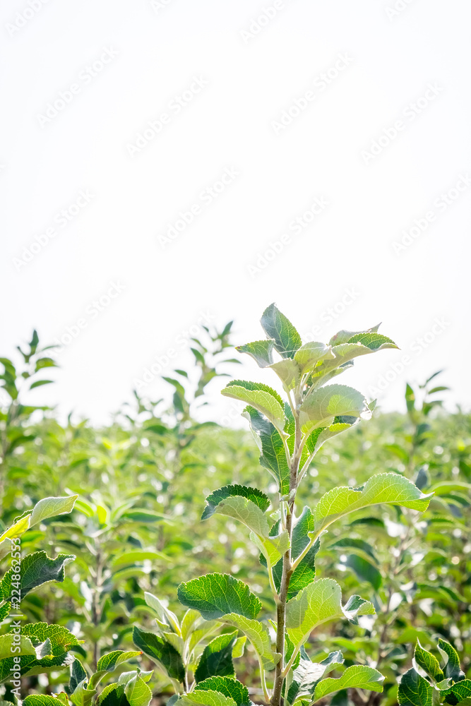 seedlings of fruit trees grow in rows in the field for cultivation and sale of new varieties of trees