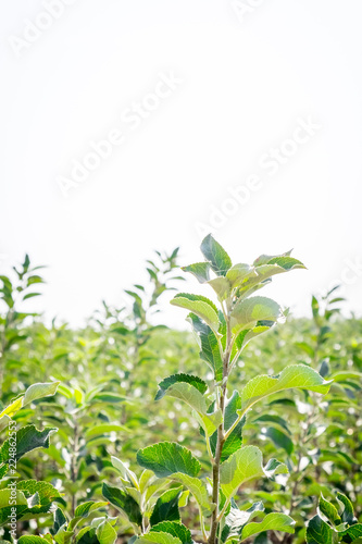 seedlings of fruit trees grow in rows in the field for cultivation and sale of new varieties of trees