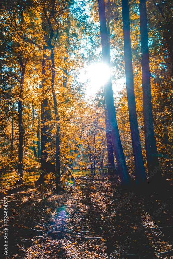 Fototapeta premium darken forest at autumn with lens flare on the top