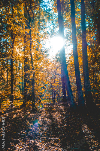 darken forest at autumn with lens flare on the top